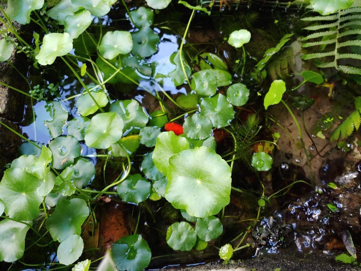 Tasek Homestay D Village イポー エクステリア 写真